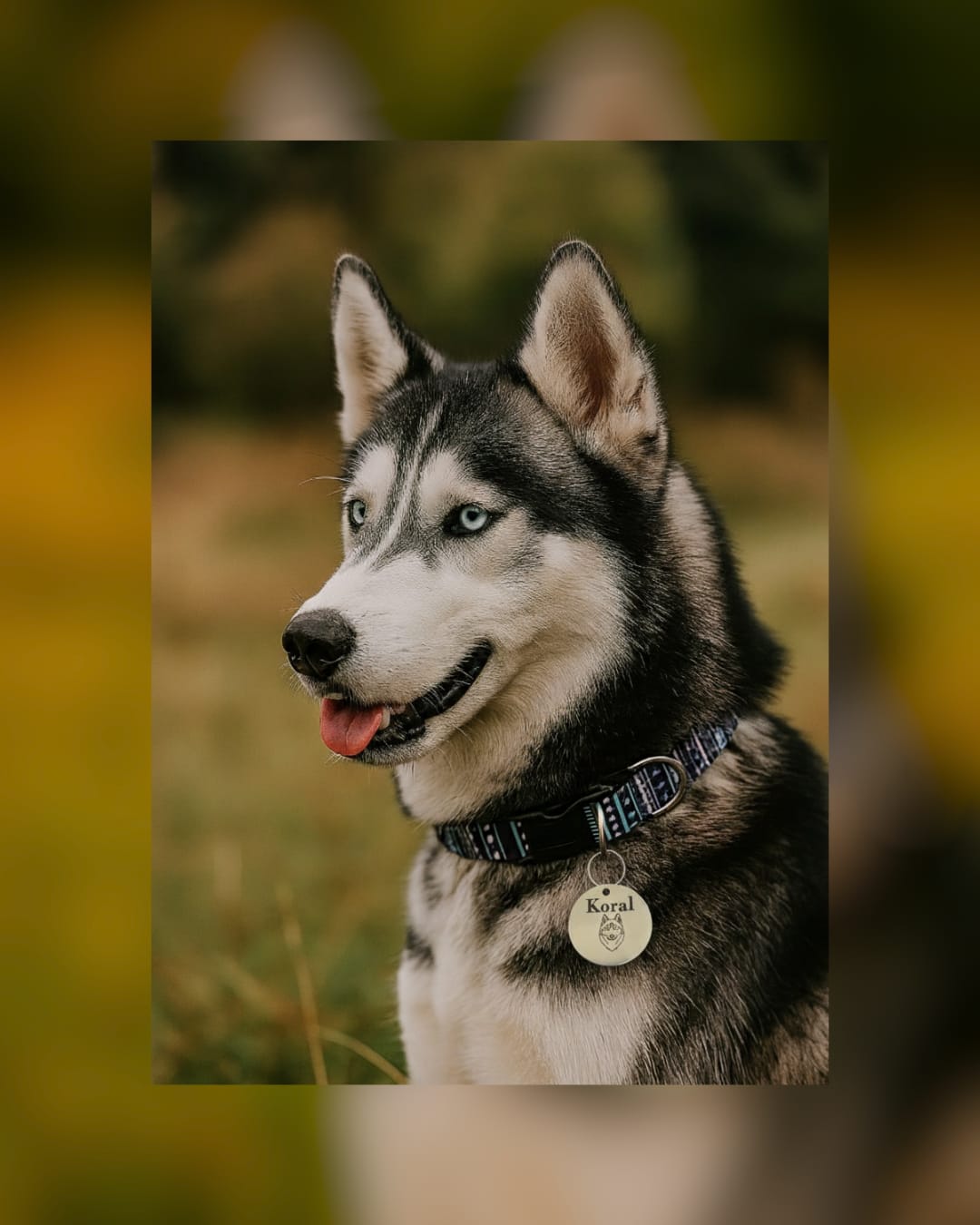 Un cane siberian husky indossa la sua medaglietta personalizzata con il nome e il suo ritratto