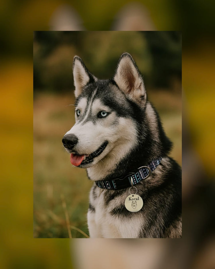 Un cane siberian husky indossa la sua medaglietta personalizzata con il nome e il suo ritratto