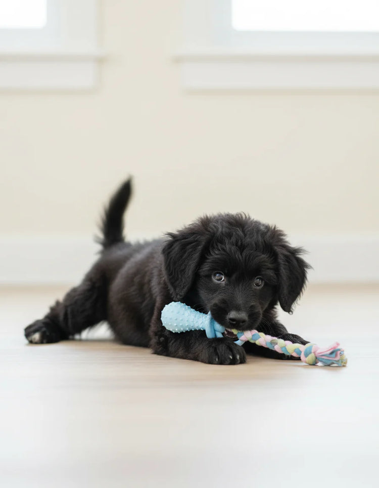 Kit benvenuto cucciolo -10%