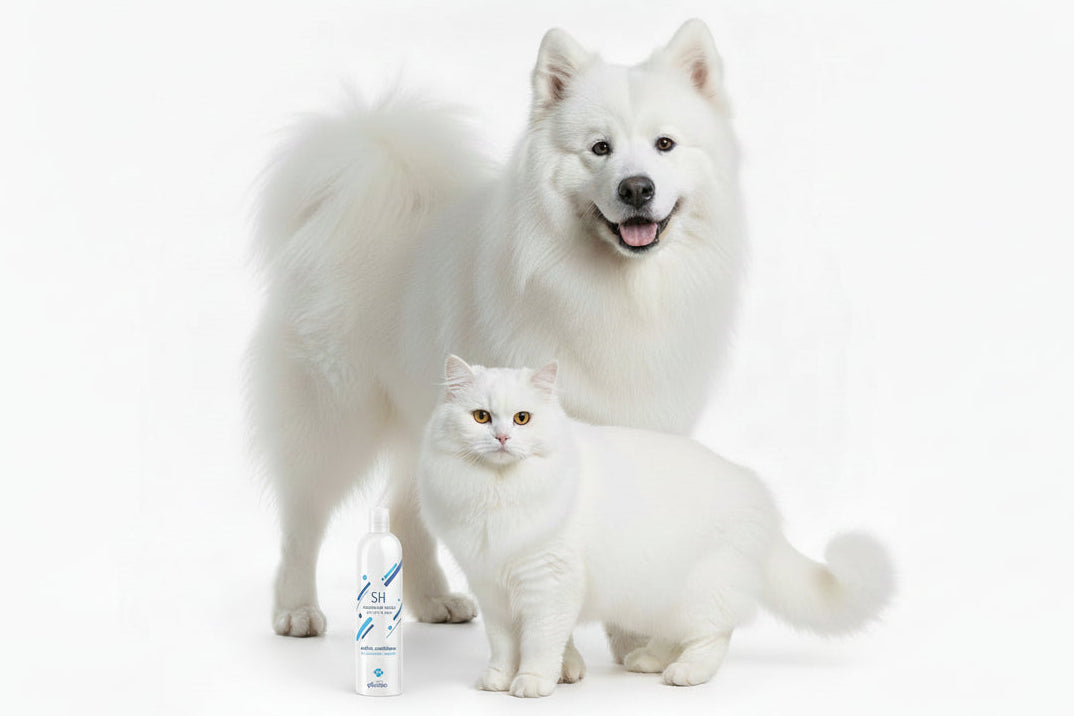 Shampoo a secco spray per cani e gatti, 125ml, Record